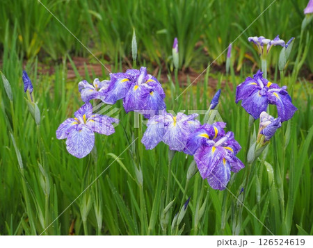 青色の花しょうぶ 126524619