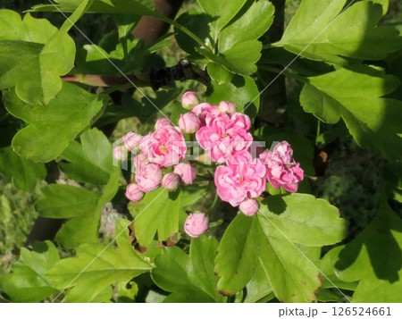 初夏に咲くサンザシの花 カンザシみたいな 4 初夏に咲くサンザシの花 カンザシみたいな 4 126524661