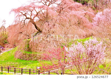 桜の名所、奈良の又兵衛桜 桜の名所、奈良の又兵衛桜 126524677