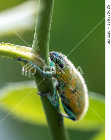 Close-up Green Weevil insect in the garden Close-up Green Weevil insect in the garden 126525085