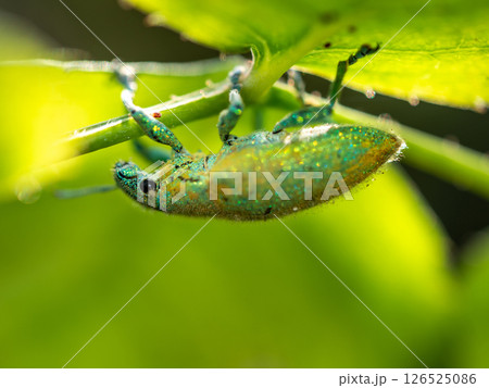 Close-up Green Weevil insect in the garden Close-up Green Weevil insect in the garden 126525086