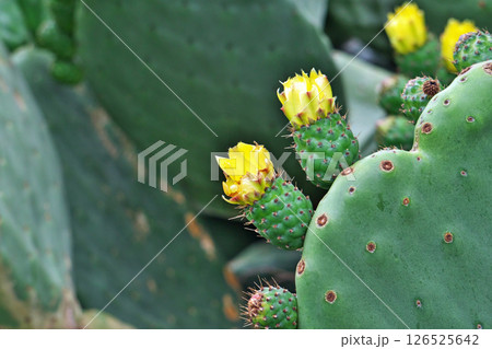 黄色いウチワサボテンの花と蕾（果実）（春、五月） 126525642