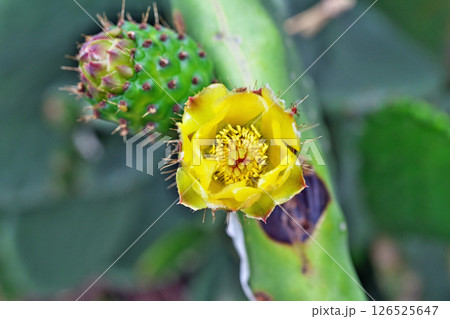 黄色いウチワサボテンの花と蕾（果実）（春、五月） 126525647