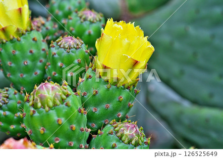 黄色いウチワサボテンの花と蕾（果実）（春、五月） 126525649