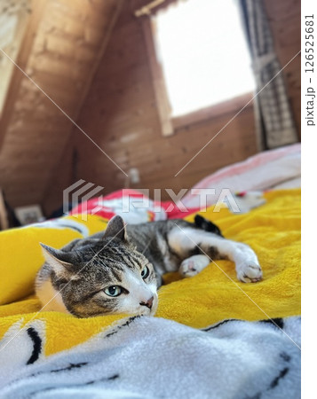 ログハウスの2階で布団でくつろぐのサバトラ猫 ログハウスの2階で布団でくつろぐのサバトラ猫 126525681