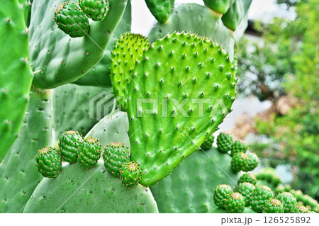 ウチワサボテンの茎（葉）（春、五月） 126525892