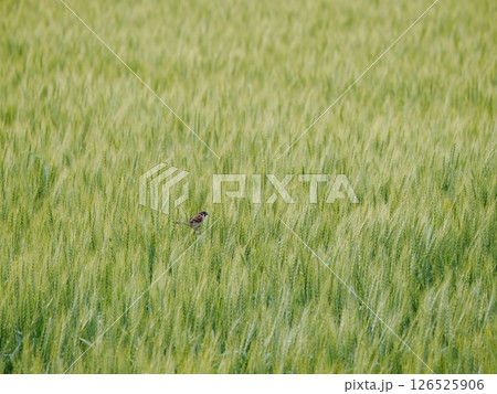 広大な麦畑に一人スズメ 126525906