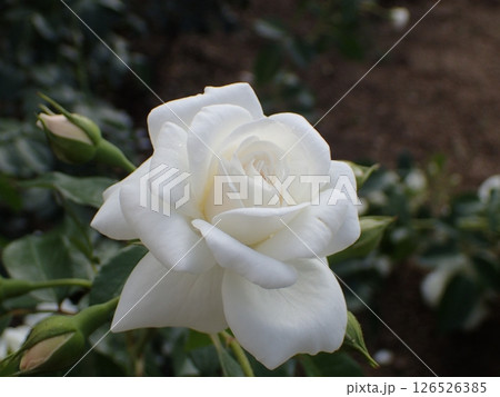 白色のバラの花 白色のバラの花 126526385
