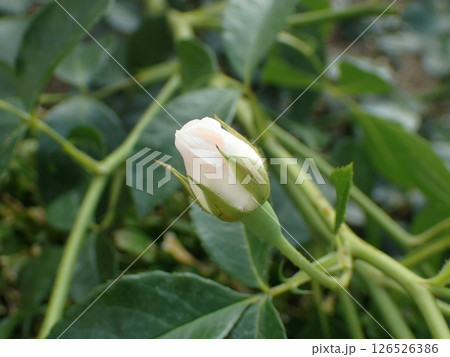 バラの花の蕾 バラの花の蕾 126526386