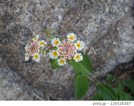 白色のランタナの花 126526387