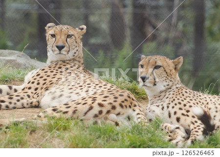 こちらを見つめるチーター こちらを見つめるチーター 126526465