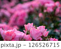 ピンク色の薔薇と後ろぼけ 126526715