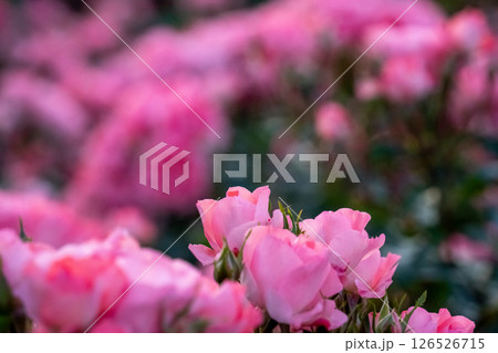 ピンク色の薔薇と後ろぼけ 126526715