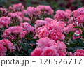 ピンク色の薔薇園 126526717