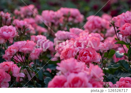 ピンク色の薔薇園 126526717