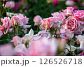 薄ピンクの薔薇 126526718