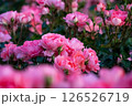 可愛いピンク色の薔薇 126526719