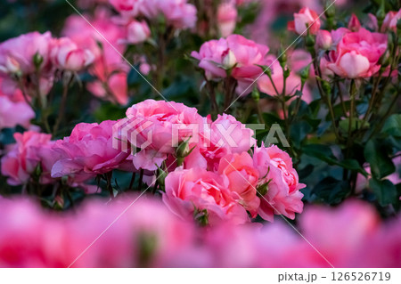 可愛いピンク色の薔薇 126526719