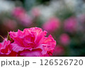 赤いバラ 126526720