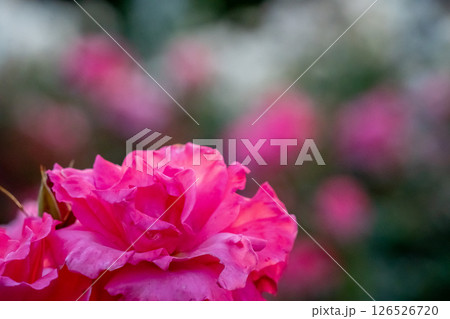 赤いバラ 赤いバラ 126526720