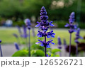 青いサルビアの花、ブルーサルビア 126526721