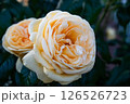 オレンジ色の薔薇 126526723