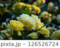黄色いバラ 126526724