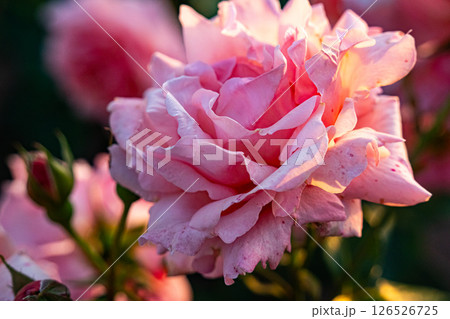 ピンク色の薔薇の花 126526725