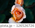 一輪のオレンジ色の薔薇 126526726