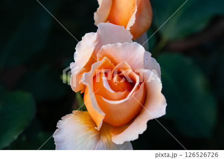 一輪のオレンジ色の薔薇 126526726