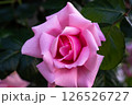 美しいピンクのバラ 126526727