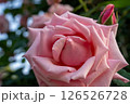 薄ピンクの薔薇 126526728