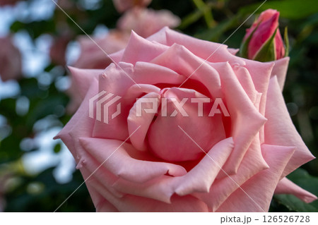 薄ピンクの薔薇 126526728