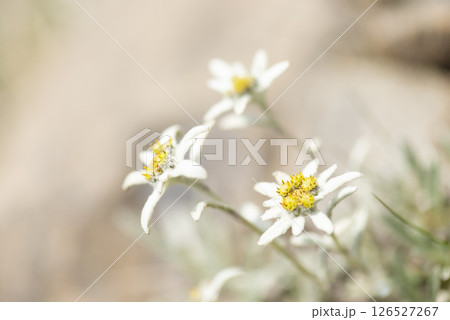 群馬県谷川連峰の朝日岳に咲くホソバヒナウスユキソウ 126527267