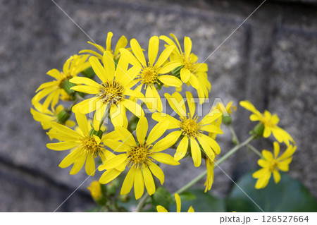 ツワブキの黄色い花 ツワブキの黄色い花 126527664