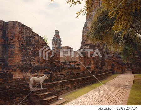Travel to Ancient City of Ayutthaya, Thailand 126527714
