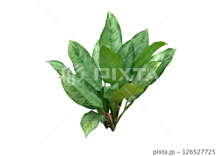 Aglaonema commutatum tropical plant Aglaonema commutatum tropical plant 126527725