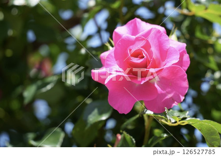 美しいピンクのバラ　クローズアップ 126527785