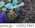 farmer hand hold manure fertilize for using in organic planting tree and vegetabel in farm 126527865