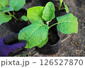 farmer hand checking plant leaf before planting in organic farm. organic plant for living life 126527870