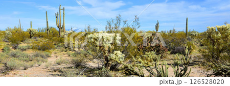 Mid Winter Landscape Sonoran Desert Arizona 126528020
