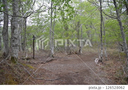 甲子山・大白森山 甲子山・大白森山 126528062