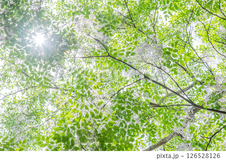 センダンの葉に差し込む太陽 センダンの葉に差し込む太陽 126528126