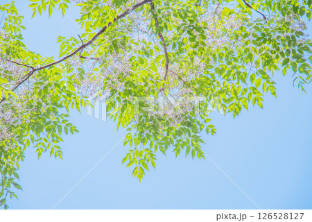 爽やかな青空に映えるセンダンの花と新緑 126528127