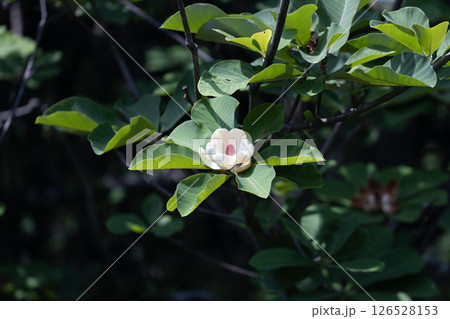 タイサンボクの花 タイサンボクの花 126528153