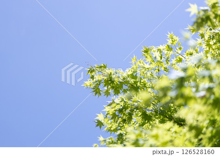 青空ともみじの新緑 126528160