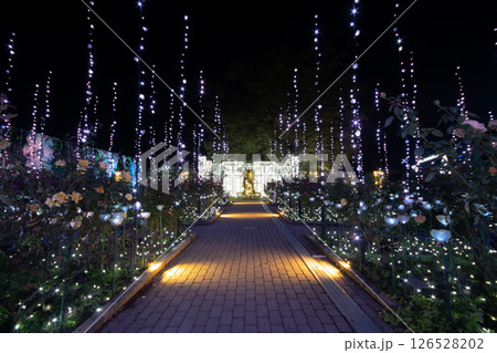 お立ち台への道 ～足利フラワーパーク／光のバラ園～ 126528202