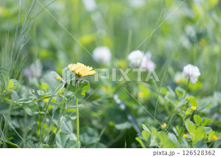春の野の花 春の野の花 126528362