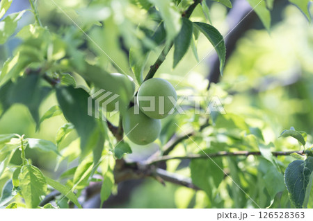 青い梅の実 126528363
