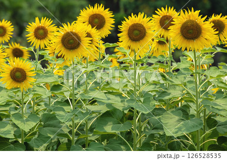 Sunflowers bloom beautifully on a sunny day. 126528535